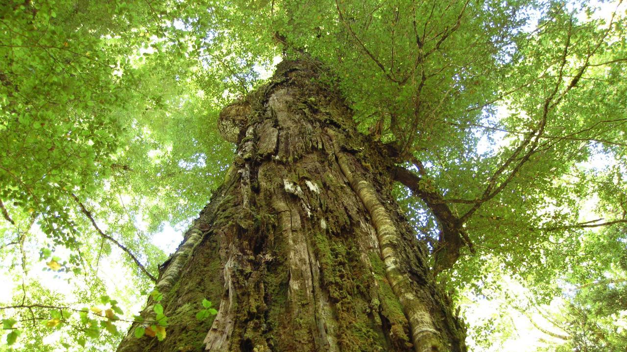 Beech Tree Lodge Ohakune Exterior foto